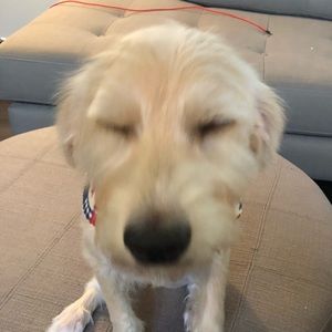 Meet your Posher, Darlene